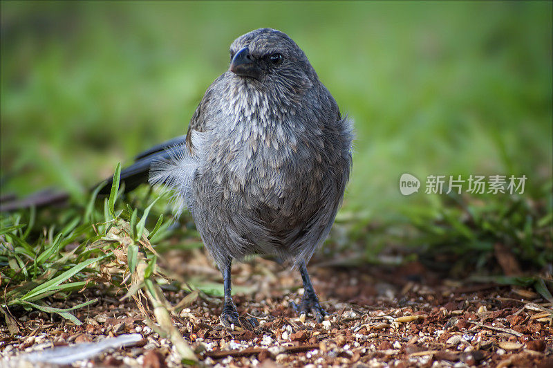 Apostlebird (Struthidea灰质)